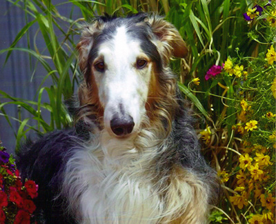 Top Obedience Borzoi 2013